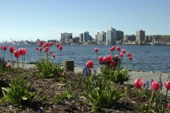 MH_HalifaxSkyline1.jpg