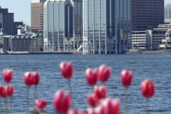 MH_Purdy'sWharf1.jpg