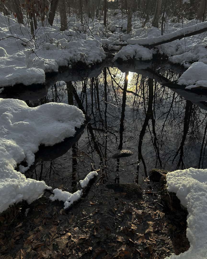 MH_122824FrogpondShadows