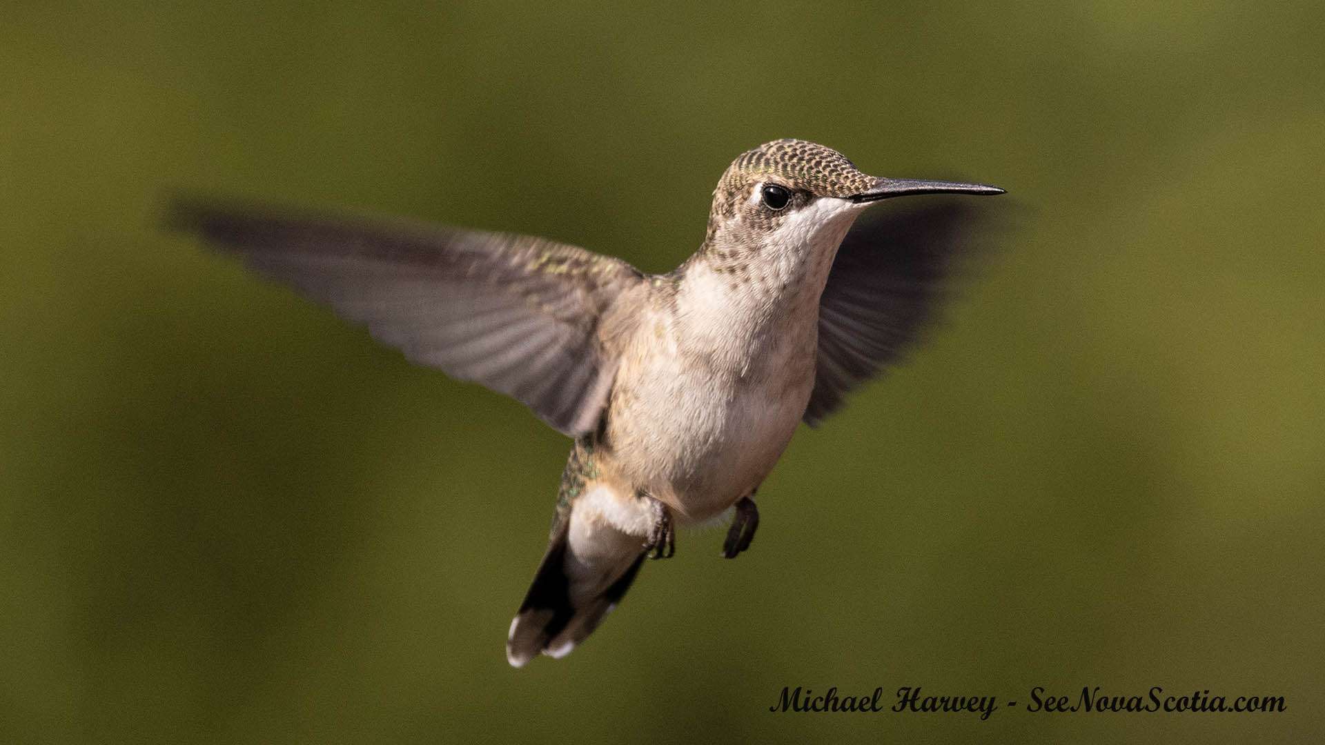 Hummingbird , Alma New Brunswick, July 27, 2025All Rights Reserved