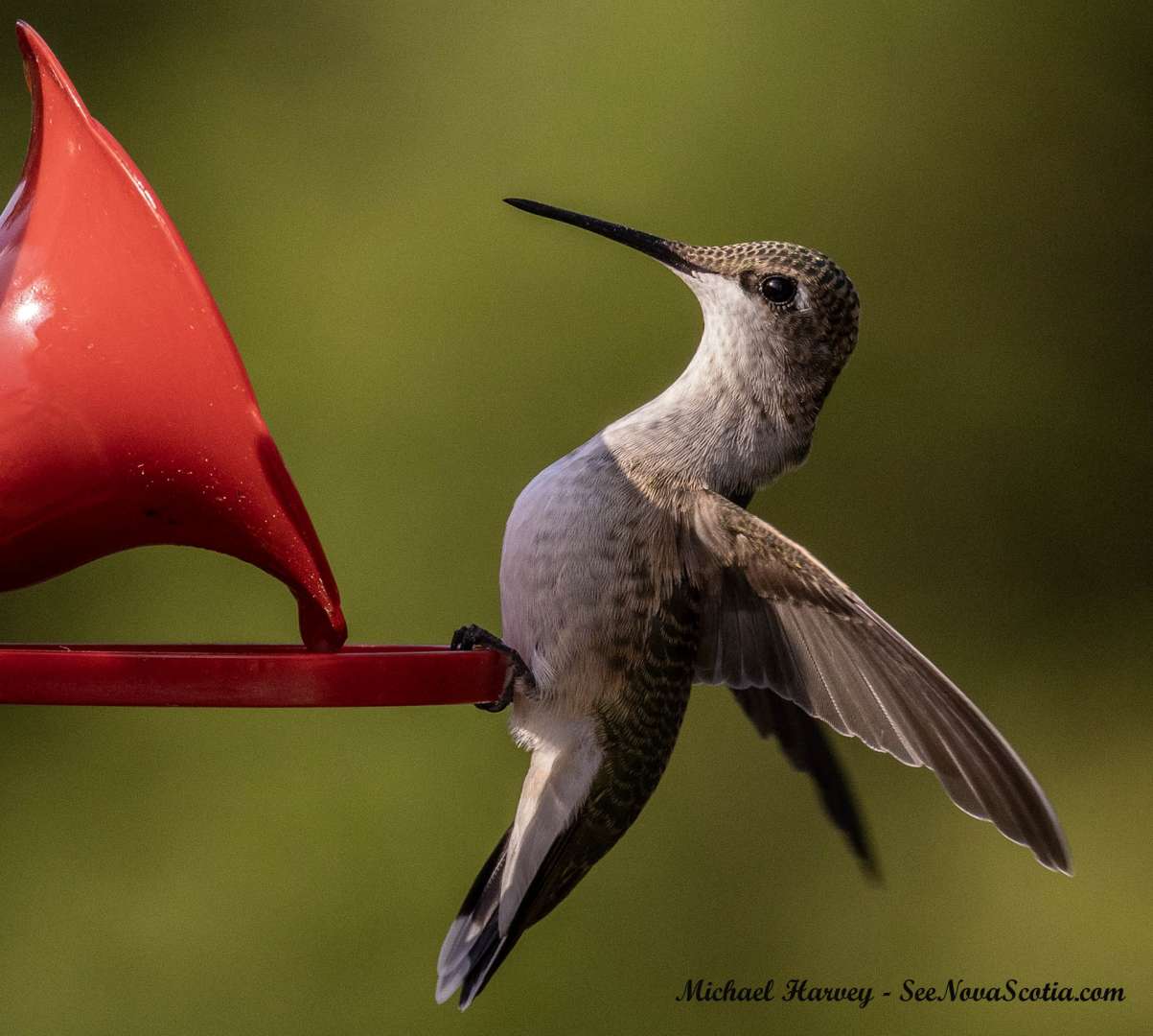Hummingbird , Alma New Brunswick, July 27, 2025All Rights Reserved