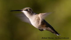 Hummingbird , Alma New Brunswick, July 27, 2025All Rights Reserved Hummingbird , Alma New Brunswick, July 27, 2025All Rights Reserved
