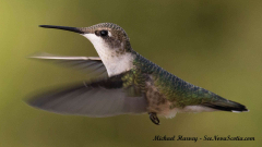 Hummingbird , Alma New Brunswick, July 27, 2025All Rights Reserved Hummingbird , Alma New Brunswick, July 27, 2025All Rights Reserved