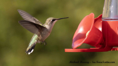 Hummingbird , Alma New Brunswick, July 27, 2025All Rights Reserved Hummingbird , Alma New Brunswick, July 27, 2025All Rights Reserved