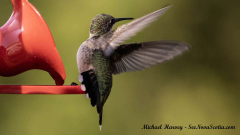 Hummingbird , Alma New Brunswick, July 27, 2025All Rights Reserved Hummingbird , Alma New Brunswick, July 27, 2025All Rights Reserved