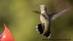 Hummingbird , Alma New Brunswick, July 27, 2025All Rights Reserved Hummingbird , Alma New Brunswick, July 27, 2025All Rights Reserved