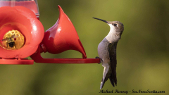 Hummingbird , Alma New Brunswick, July 27, 2025All Rights Reserved Hummingbird , Alma New Brunswick, July 27, 2025All Rights Reserved