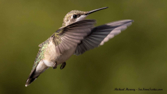 Hummingbird , Alma New Brunswick, July 27, 2025All Rights Reserved Hummingbird , Alma New Brunswick, July 27, 2025All Rights Reserved