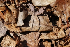 MH_
