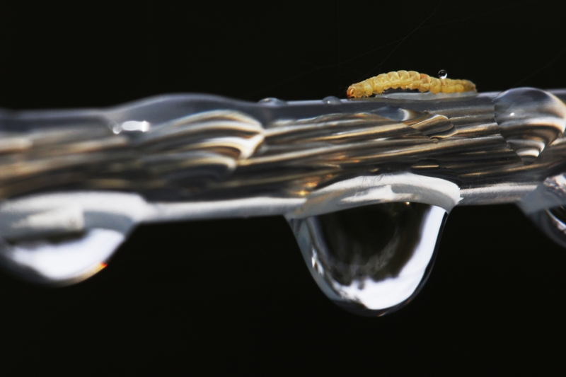 Catapillar1