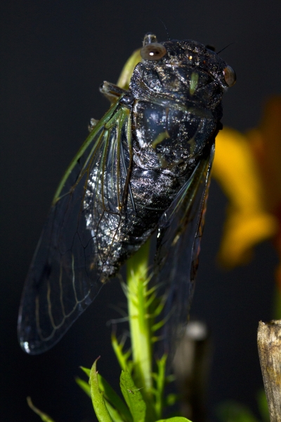 Cicada_Bug