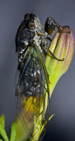 Cicada_Bug2