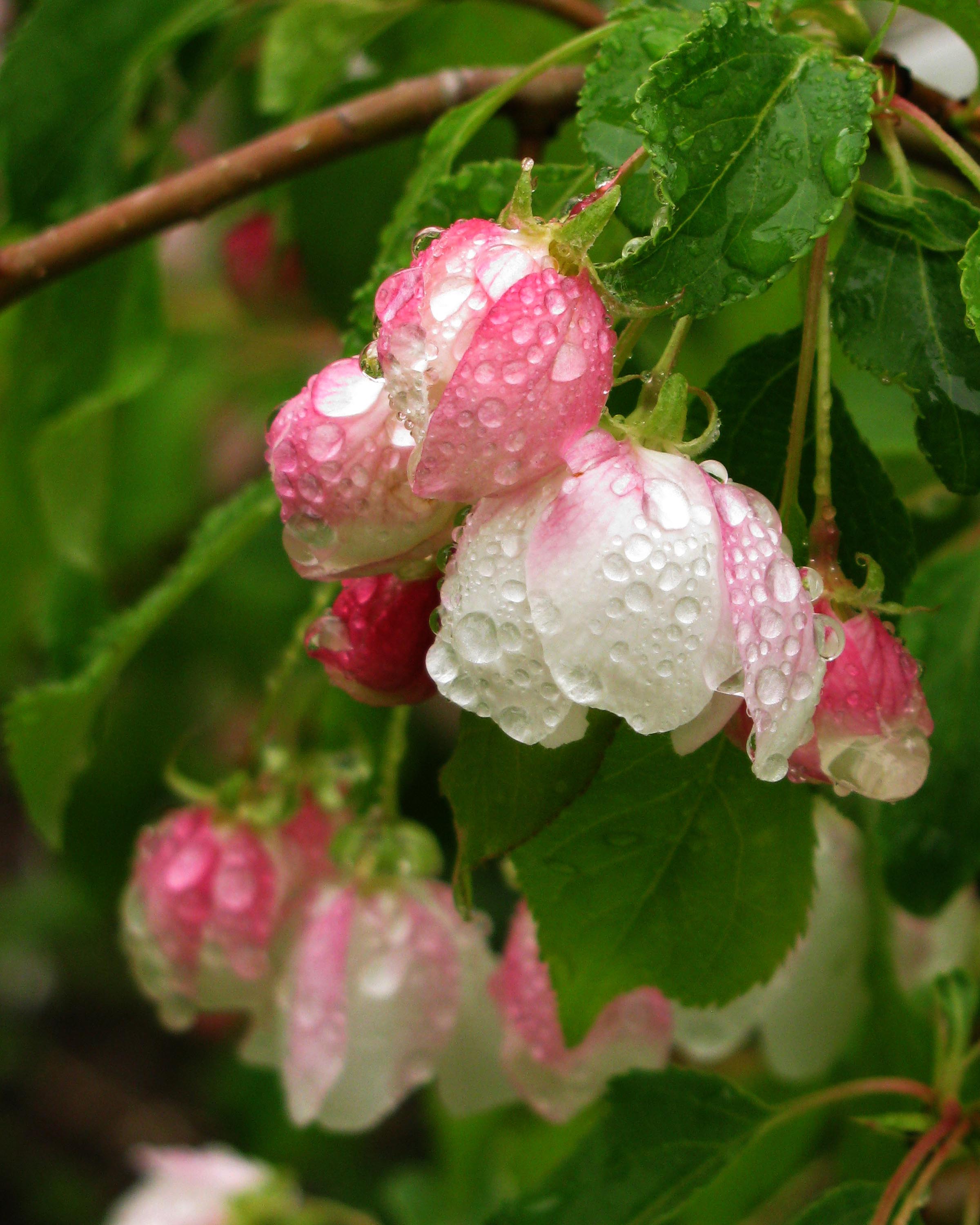 DH_AppleBlossom