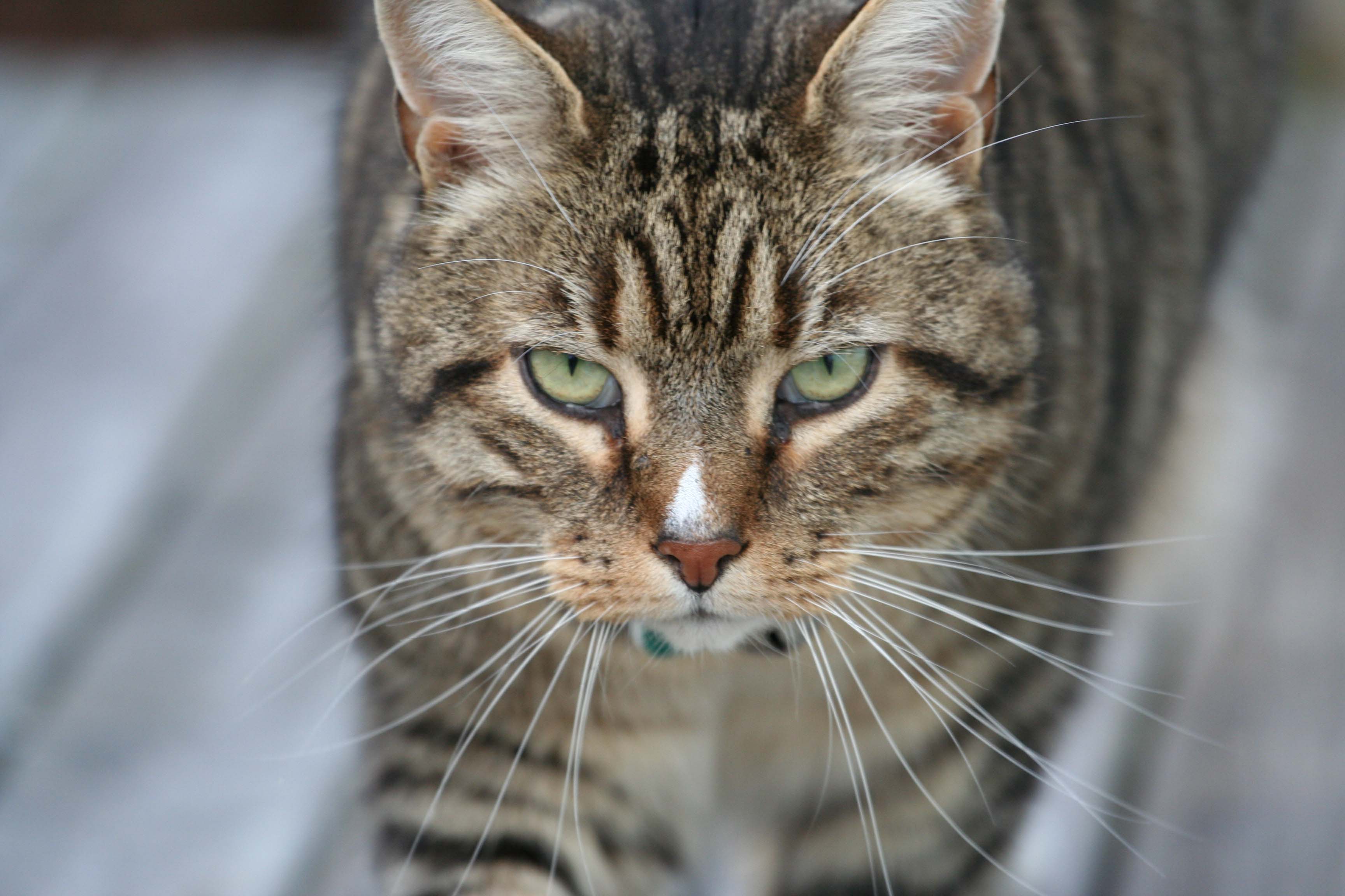 Tabby Cat