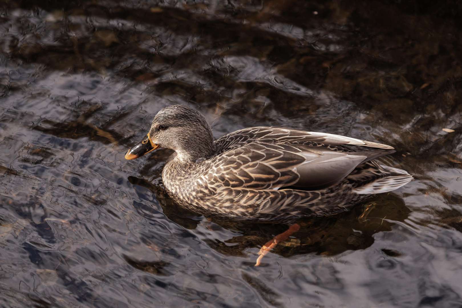 A female Mallard Duck is seen at Frog Pond in Halifax, Nova Scotia.