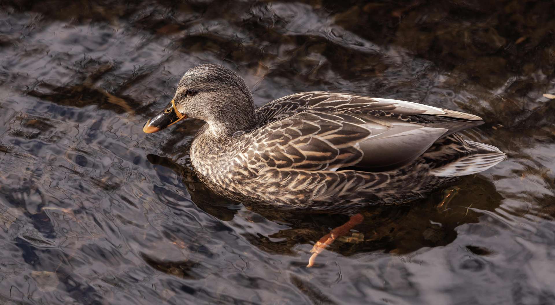 A female Mallard Duck is seen at Frog Pond in Halifax, Nova Scotia.