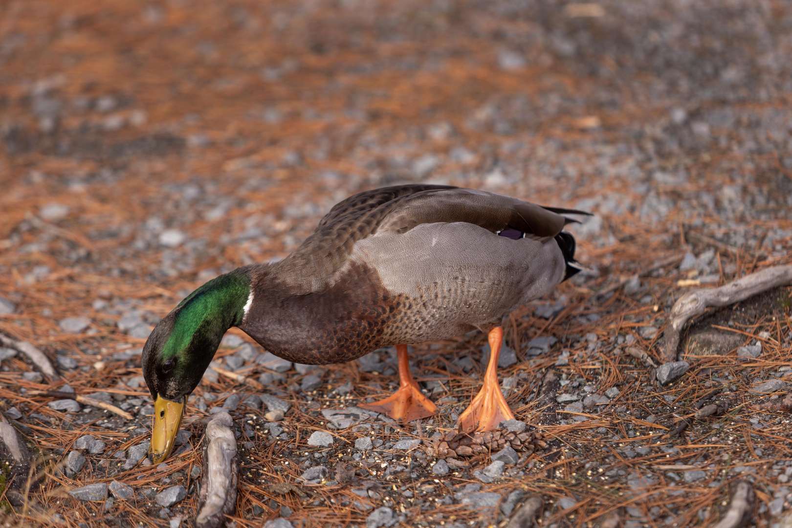 A Mallard duck is seen at Frog Pond Park in Halifax, Nova Scotia.

The mallard or wild duck is a dabbling duck that breeds throughout the temperate and subtropical Americas, Eurasia, and North Africa. It has been introduced to New Zealand, Australia, Peru, Brazil, Uruguay, Argentina, Chile, Colombia, the Falkland Islands, and South Africa.