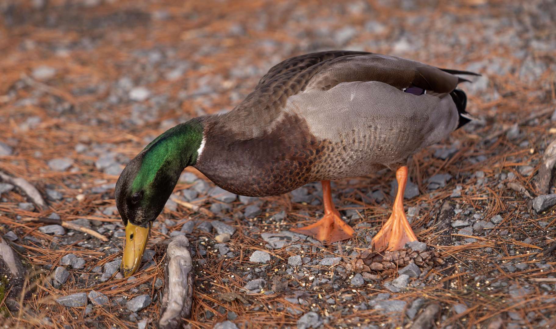 A Mallard duck is seen at Frog Pond Park in Halifax, Nova Scotia.

The mallard or wild duck is a dabbling duck that breeds throughout the temperate and subtropical Americas, Eurasia, and North Africa. It has been introduced to New Zealand, Australia, Peru, Brazil, Uruguay, Argentina, Chile, Colombia, the Falkland Islands, and South Africa.