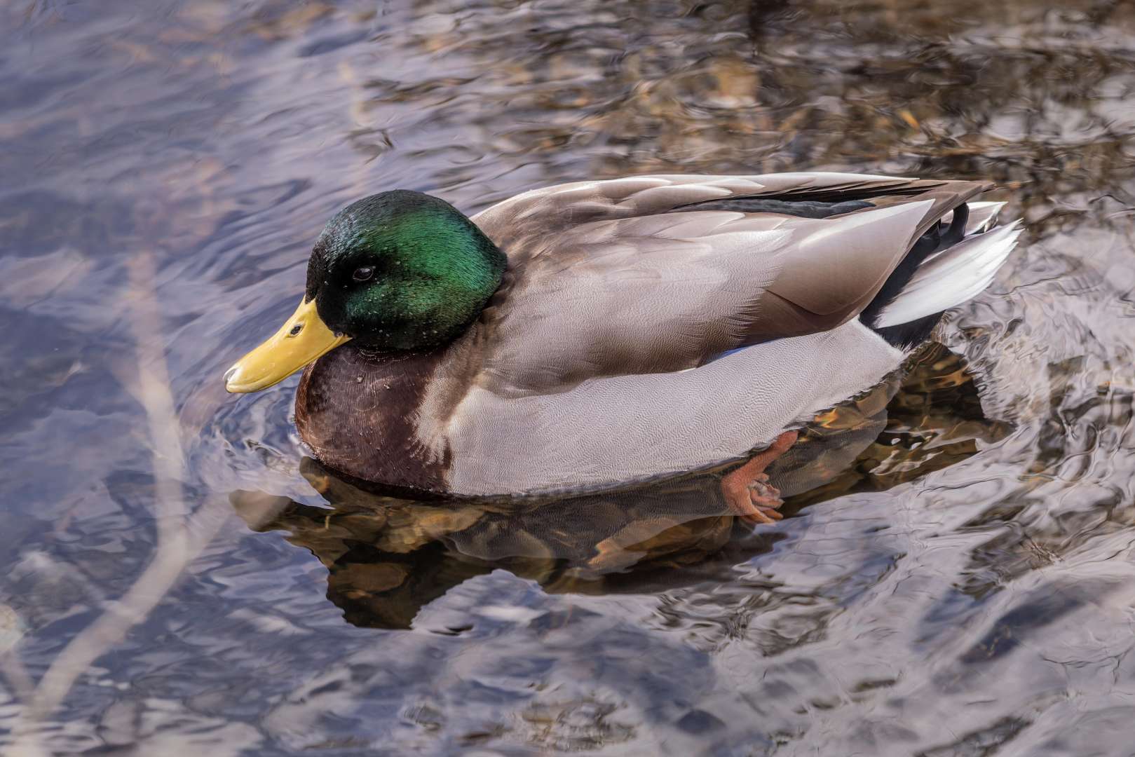 A Mallard duck is seen at Frog Pond Park in Halifax, Nova Scotia.

The mallard or wild duck is a dabbling duck that breeds throughout the temperate and subtropical Americas, Eurasia, and North Africa. It has been introduced to New Zealand, Australia, Peru, Brazil, Uruguay, Argentina, Chile, Colombia, the Falkland Islands, and South Africa.