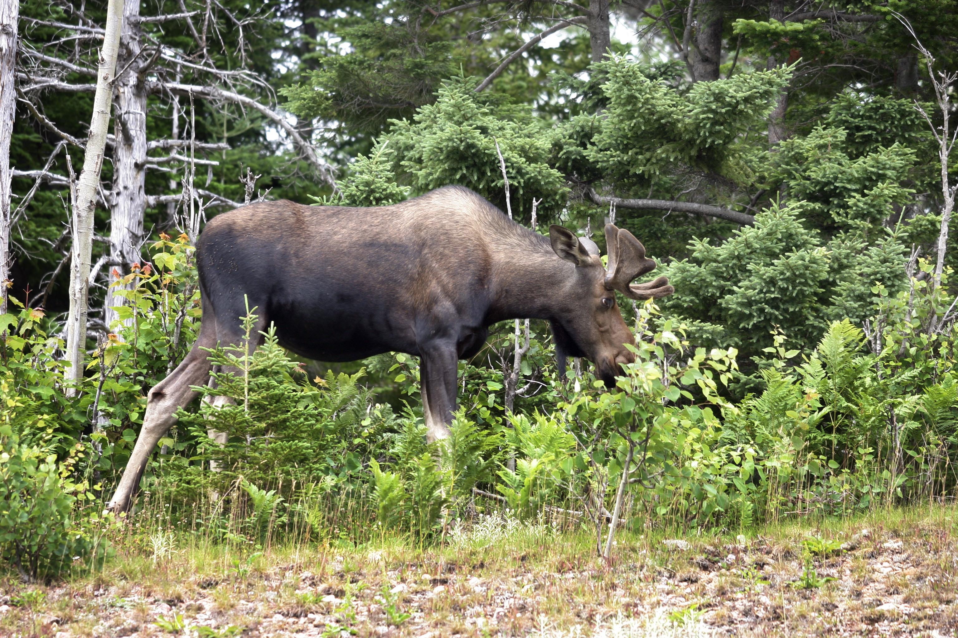 MH_1Moose.jpg