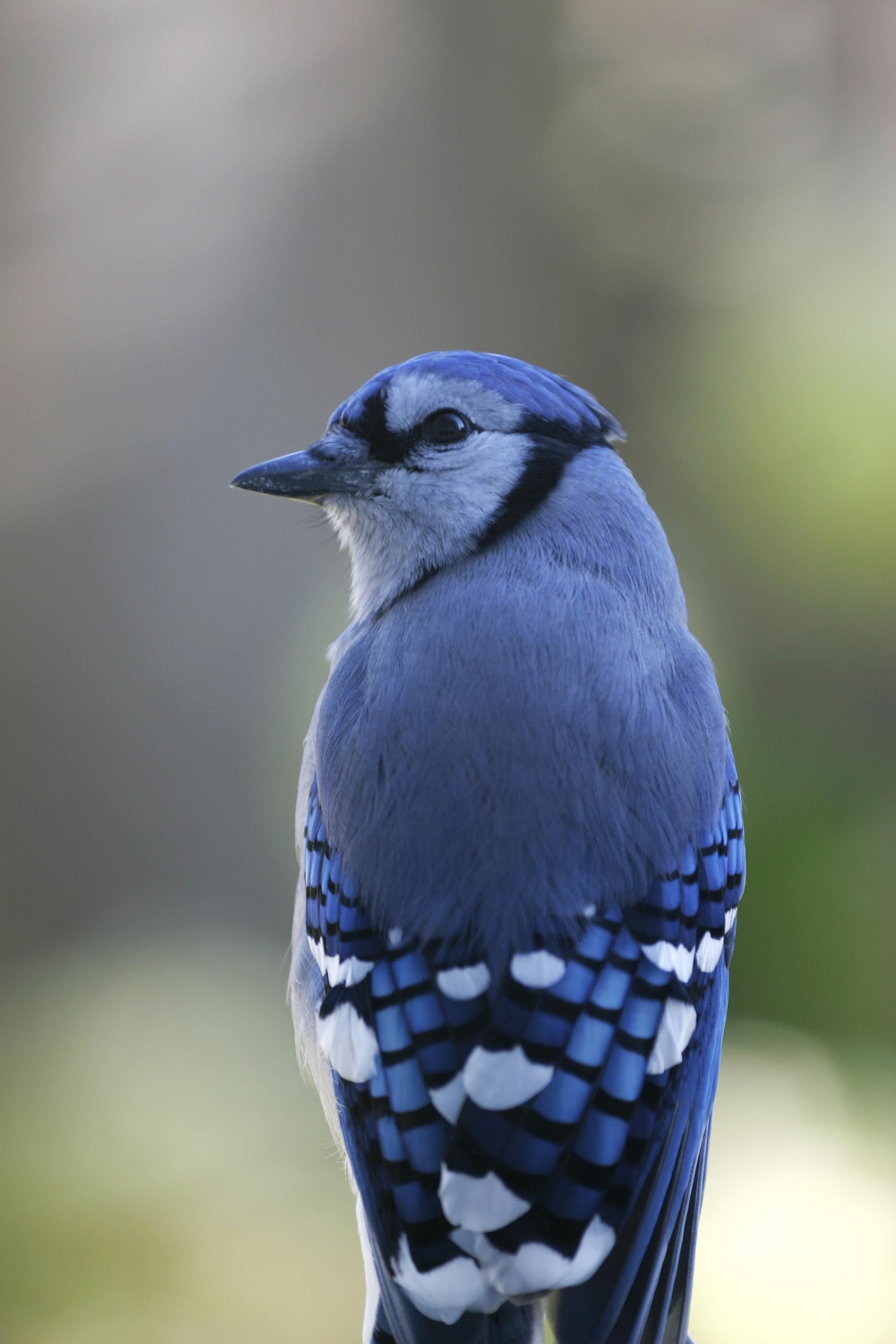 MH_BlueJay1