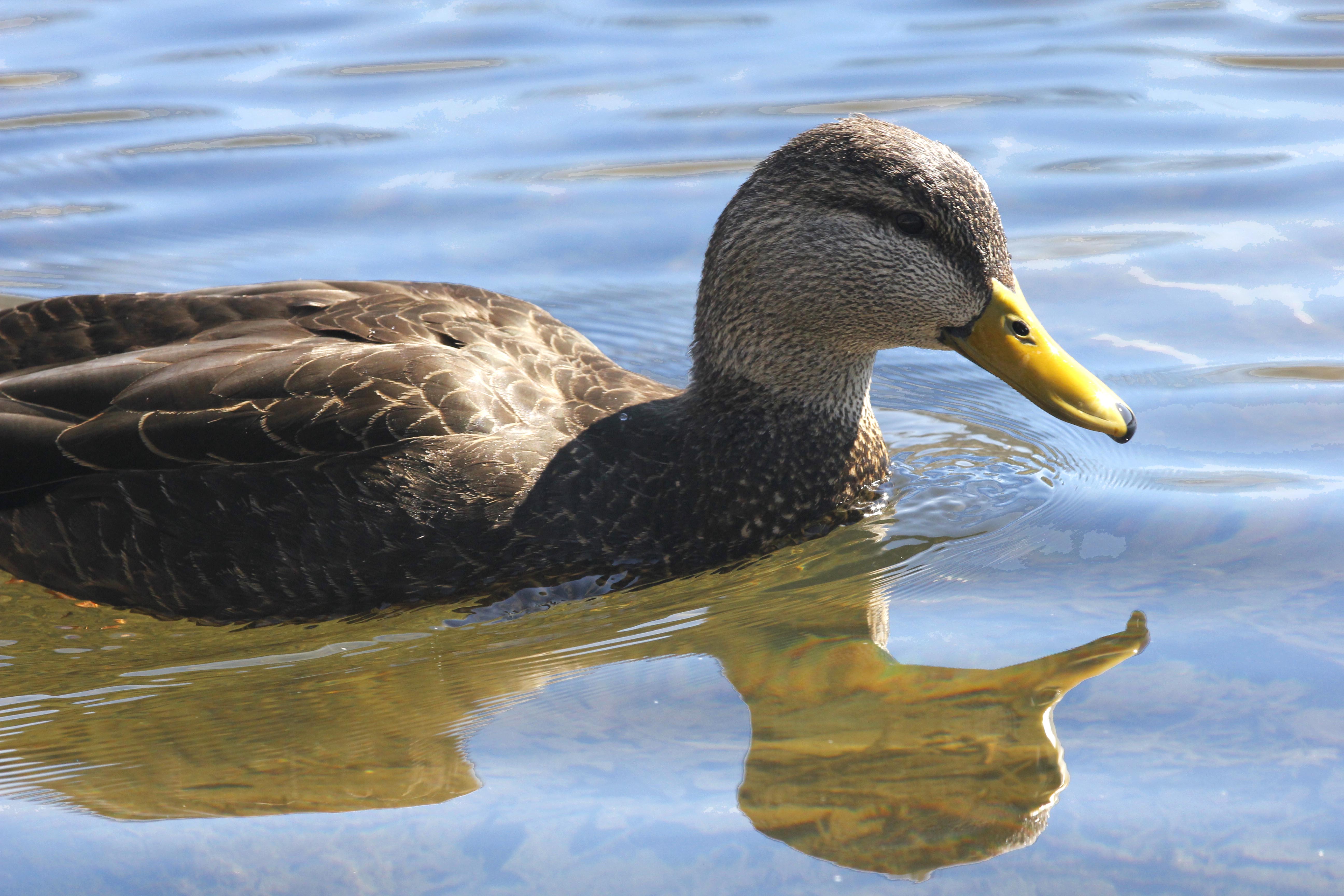 MH_Duck