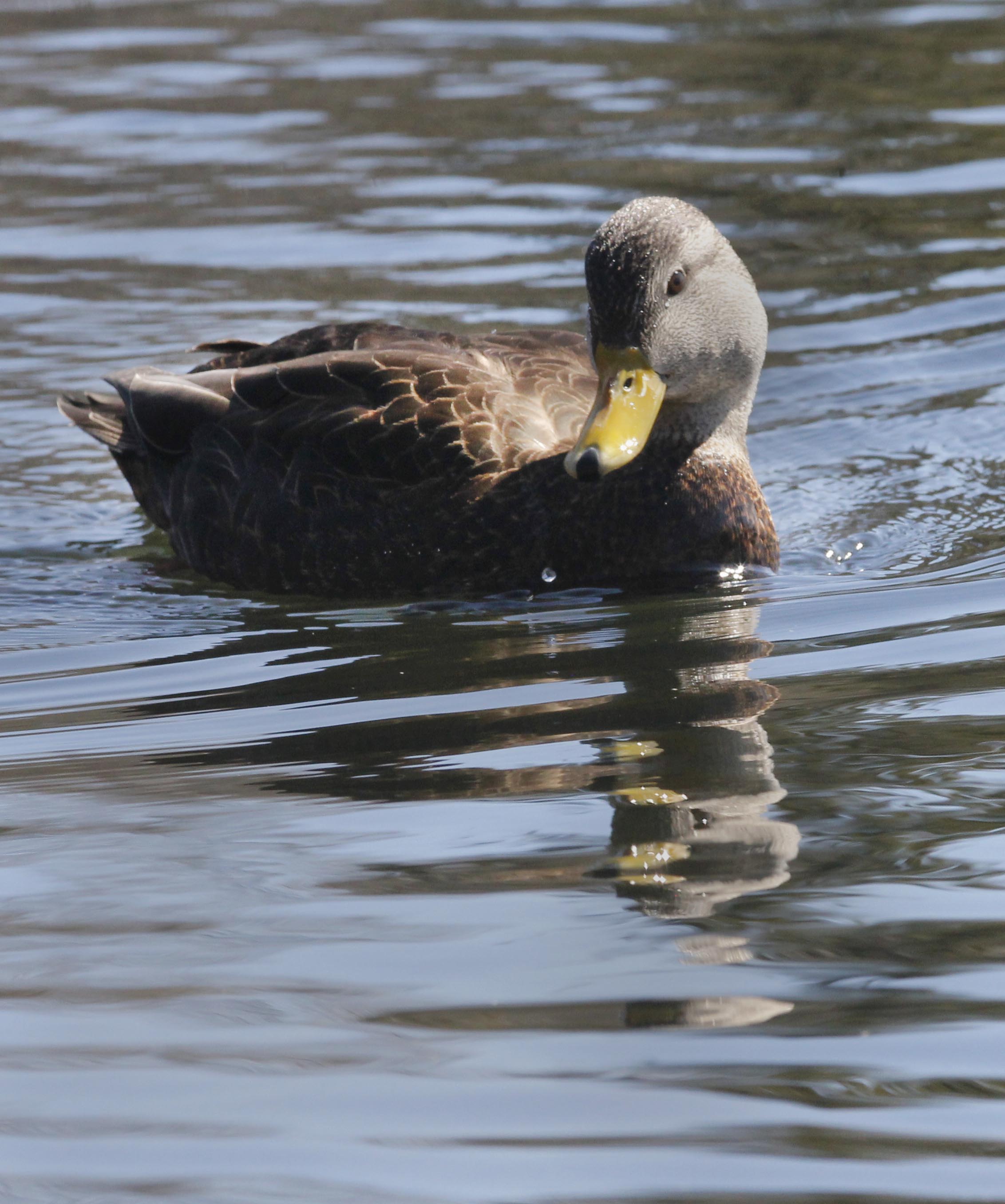 Duck2