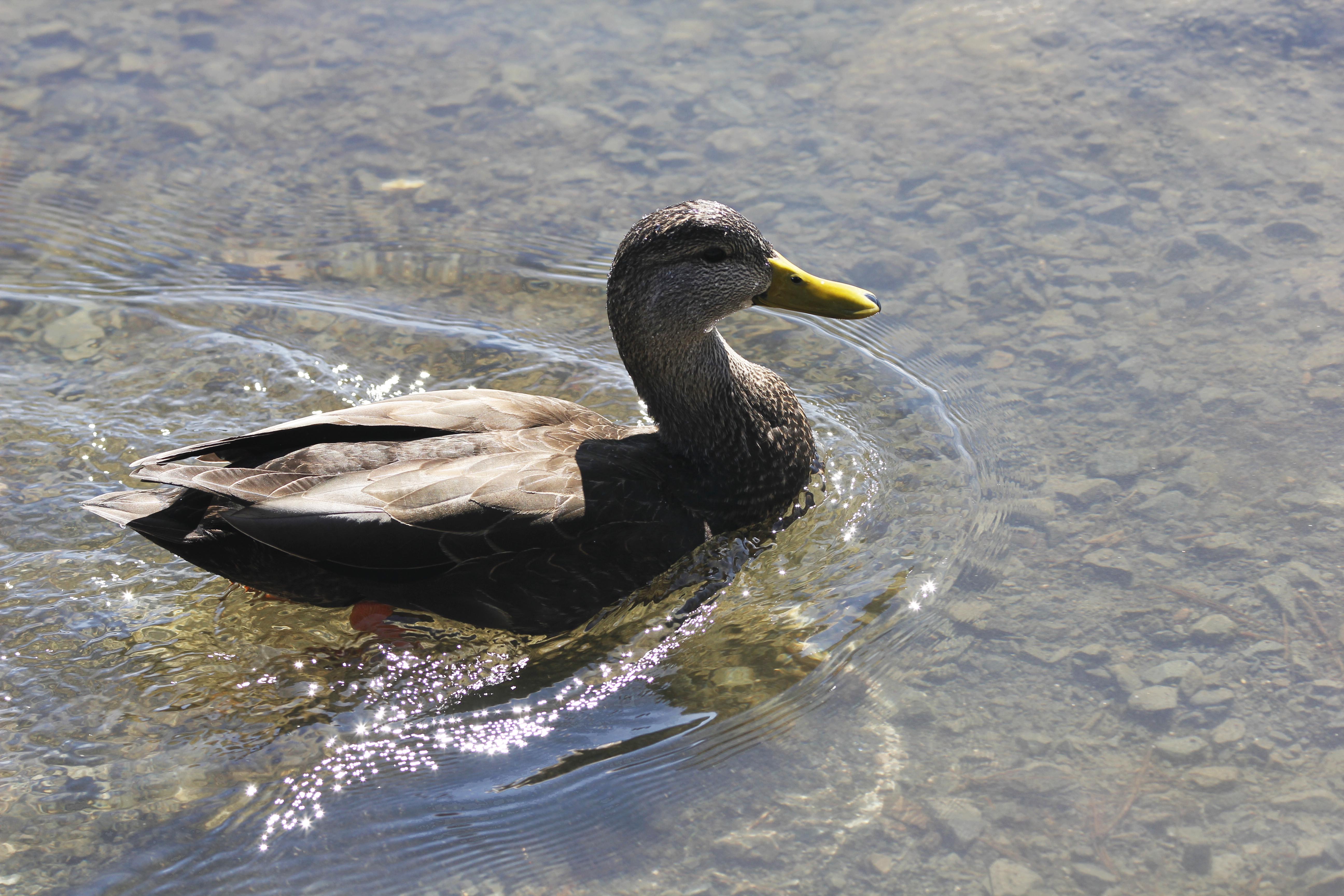 MH_Duck3