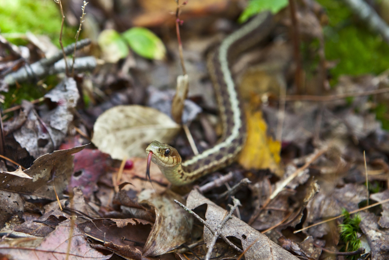 MH_GarterSnake_LLPP_1912