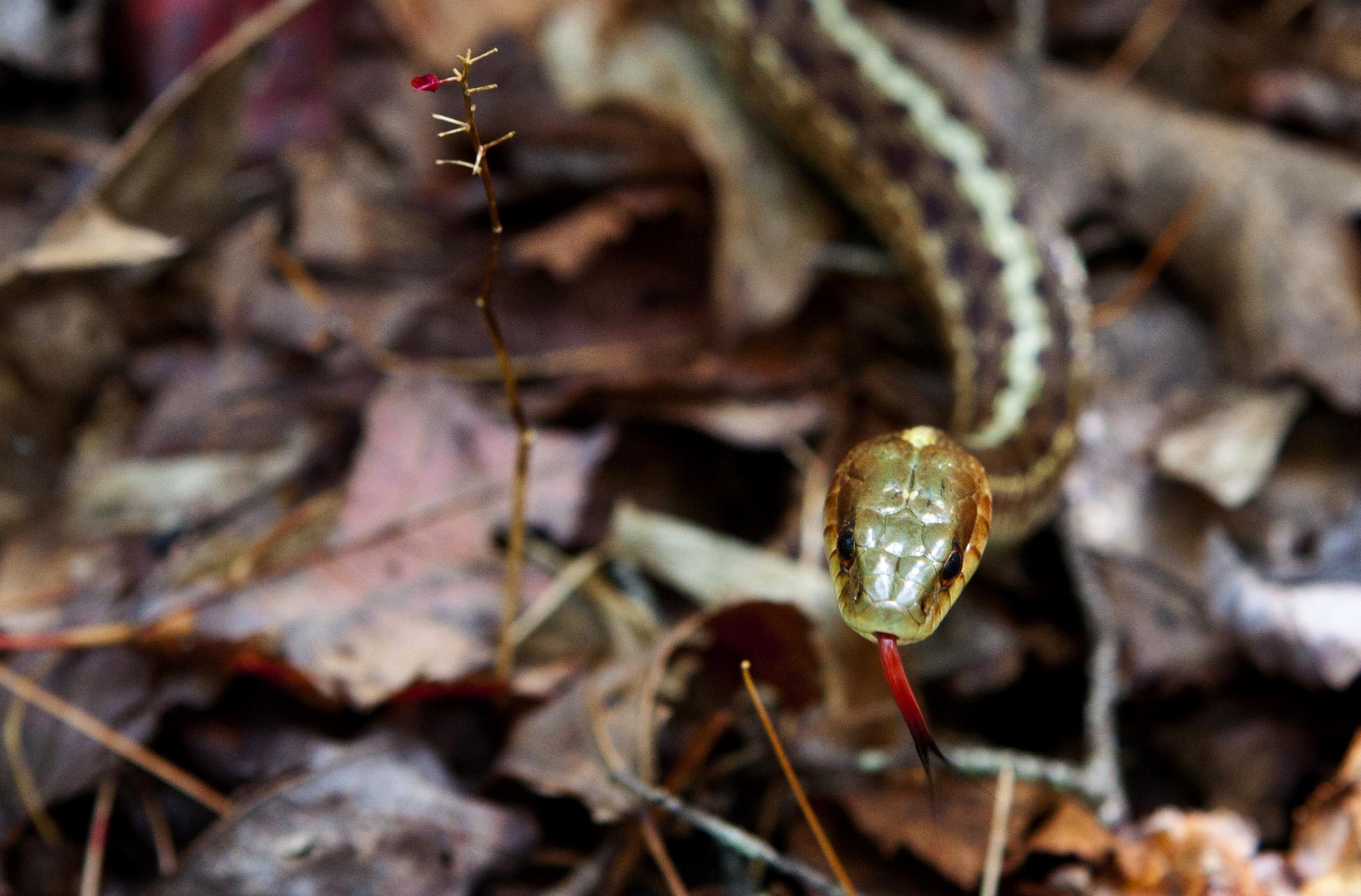 MH_GarterSnake_LLPP_1933