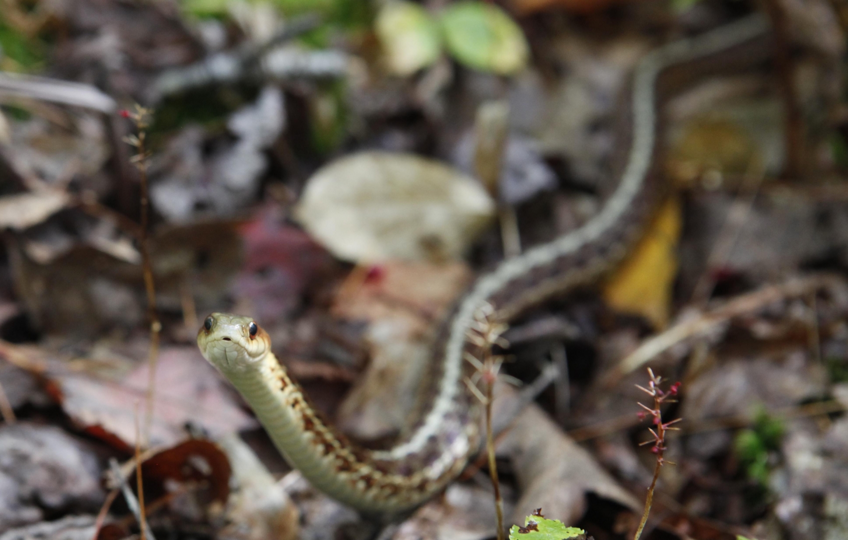 MH_GarterSnake_LLPP_1935
