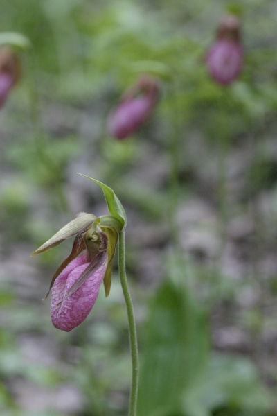 MH_PinkLadySlipper