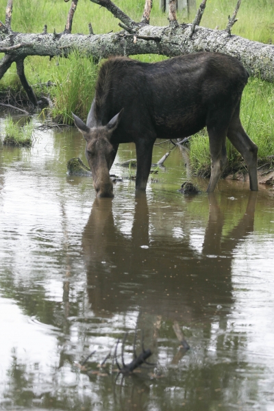 Moose_NovaScotia