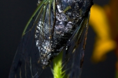 Cicada_Bug