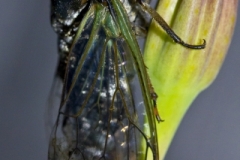 Cicada_Bug2