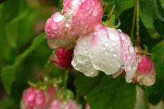 DH_AppleBlossom