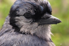 DH_Bluejay_Close