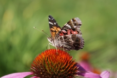 DK_Moth