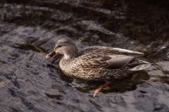 A female Mallard Duck is seen at Frog Pond in Halifax, Nova Scotia.