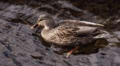 A female Mallard Duck is seen at Frog Pond in Halifax, Nova Scotia.