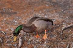 A Mallard duck is seen at Frog Pond Park in Halifax, Nova Scotia.

The mallard or wild duck is a dabbling duck that breeds throughout the temperate and subtropical Americas, Eurasia, and North Africa. It has been introduced to New Zealand, Australia, Peru, Brazil, Uruguay, Argentina, Chile, Colombia, the Falkland Islands, and South Africa.