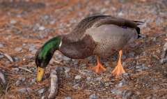 A Mallard duck is seen at Frog Pond Park in Halifax, Nova Scotia.

The mallard or wild duck is a dabbling duck that breeds throughout the temperate and subtropical Americas, Eurasia, and North Africa. It has been introduced to New Zealand, Australia, Peru, Brazil, Uruguay, Argentina, Chile, Colombia, the Falkland Islands, and South Africa.