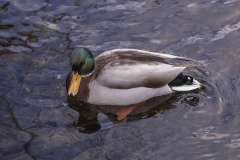 A Mallard duck is seen at Frog Pond Park in Halifax, Nova Scotia.

The mallard or wild duck is a dabbling duck that breeds throughout the temperate and subtropical Americas, Eurasia, and North Africa. It has been introduced to New Zealand, Australia, Peru, Brazil, Uruguay, Argentina, Chile, Colombia, the Falkland Islands, and South Africa.