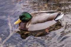 A Mallard duck is seen at Frog Pond Park in Halifax, Nova Scotia.

The mallard or wild duck is a dabbling duck that breeds throughout the temperate and subtropical Americas, Eurasia, and North Africa. It has been introduced to New Zealand, Australia, Peru, Brazil, Uruguay, Argentina, Chile, Colombia, the Falkland Islands, and South Africa.
