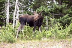 MH_2Moose