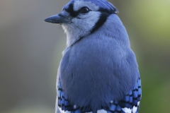 MH_BlueJay1