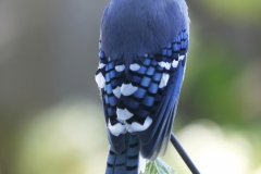 MH_