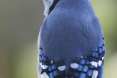 MH_BlueJay5