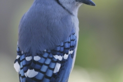 MH_BlueJay6