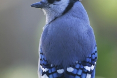 MH_BlueJay7